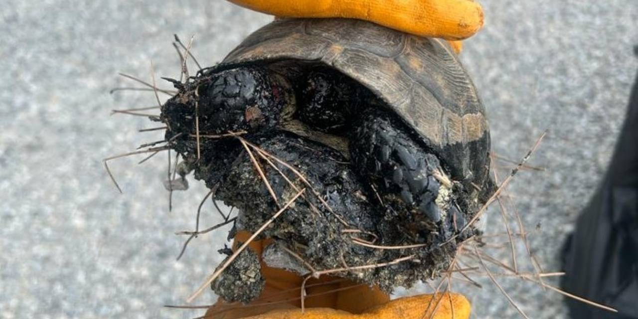 Zifte Bulanan Kaplumbağalar, 5 Günlük Yaşam Savaşını Kazandı