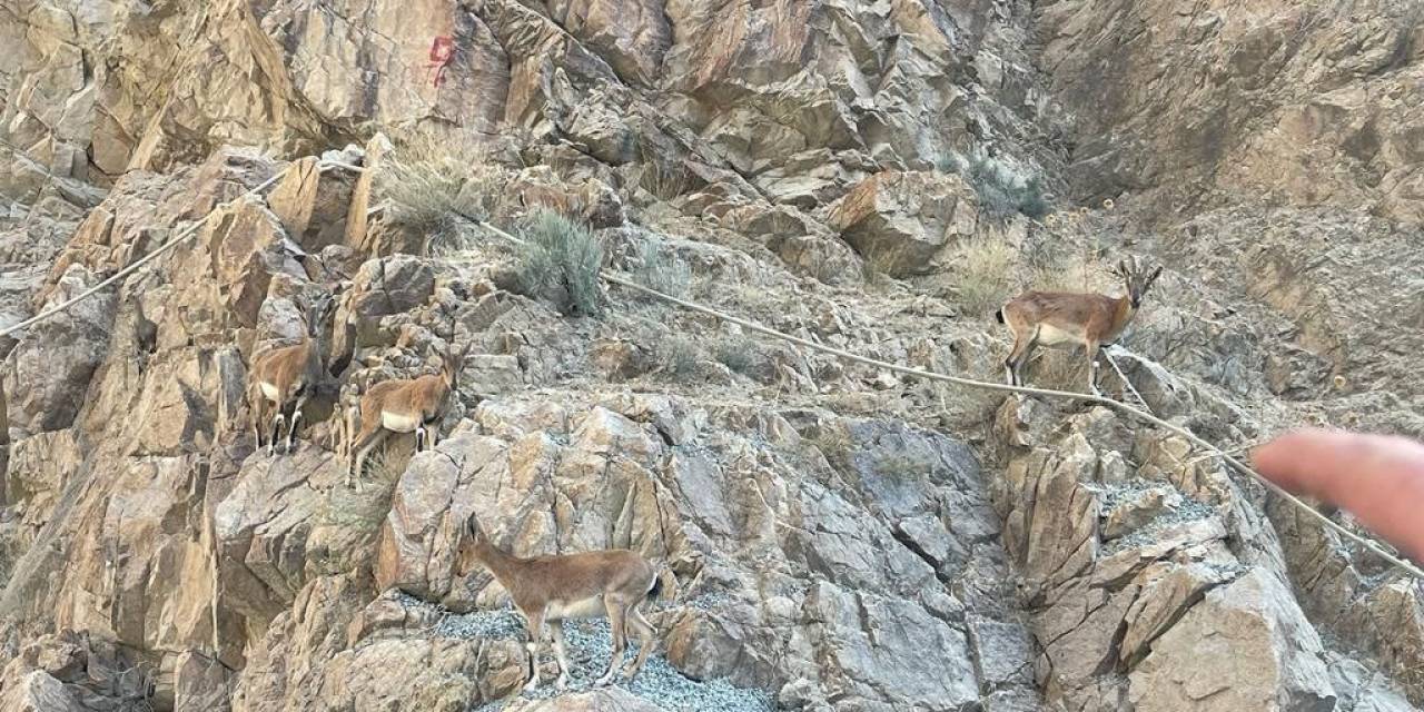 Yusufeli Barajı Sahasında Yaban Keçileri Görüntülendi