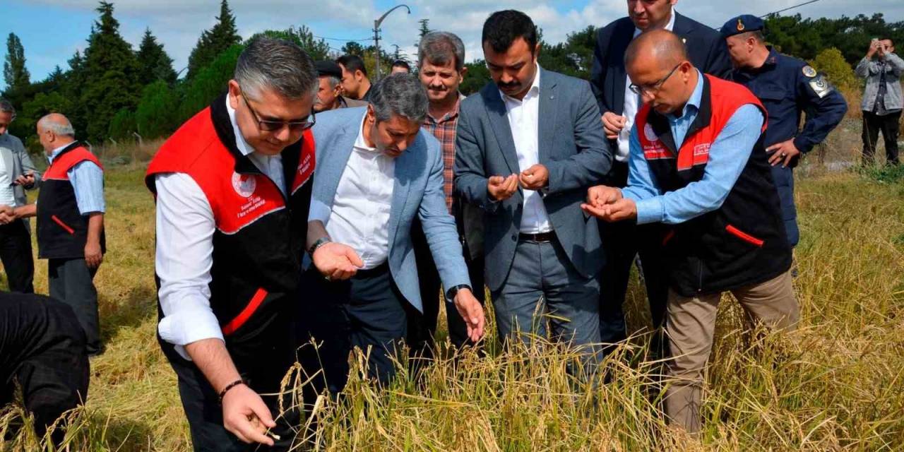 Tarım Liseli Öğrencilerden Çeltik Hasadı