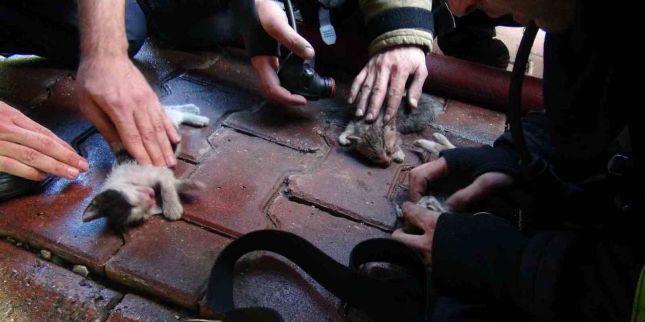 4 Katlı Binada Yangın: 4 Yavru Kedi Telef Oldu