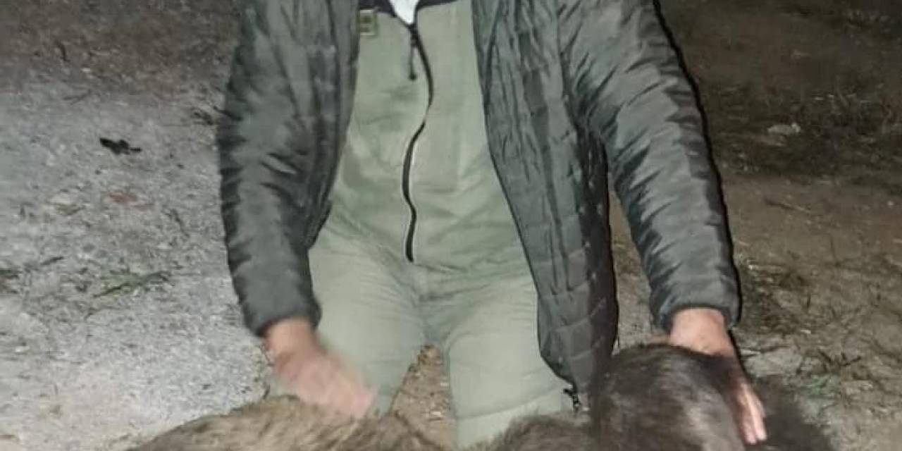 Tır Çarpması Sonucu Ölen Ayıya Sarılıp, Öptü