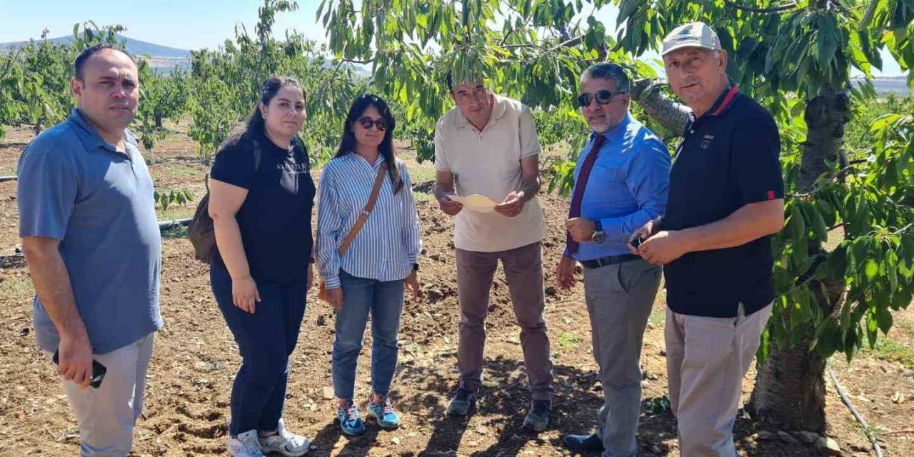 Mihalıççık Kiraz Bahçeleri Kontrol Altında