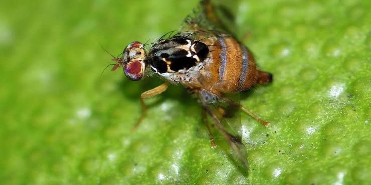 Tuzak Sayımlarına Başlandı