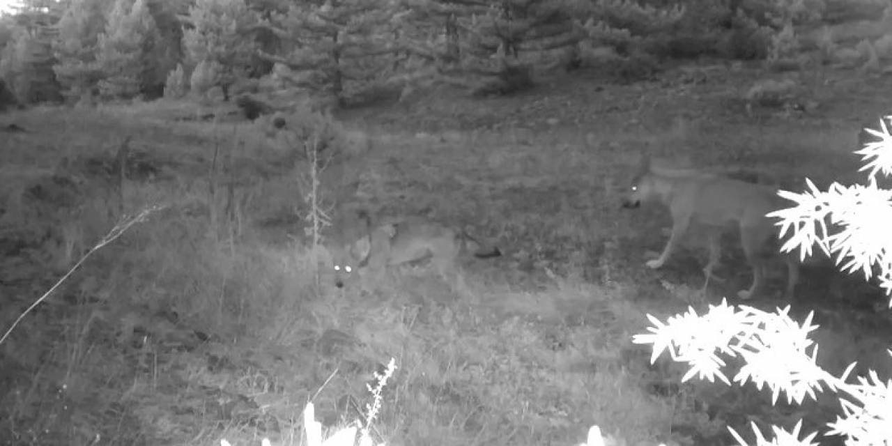 Anne Ve Yavru Kurt Fotokapana Yakalandı