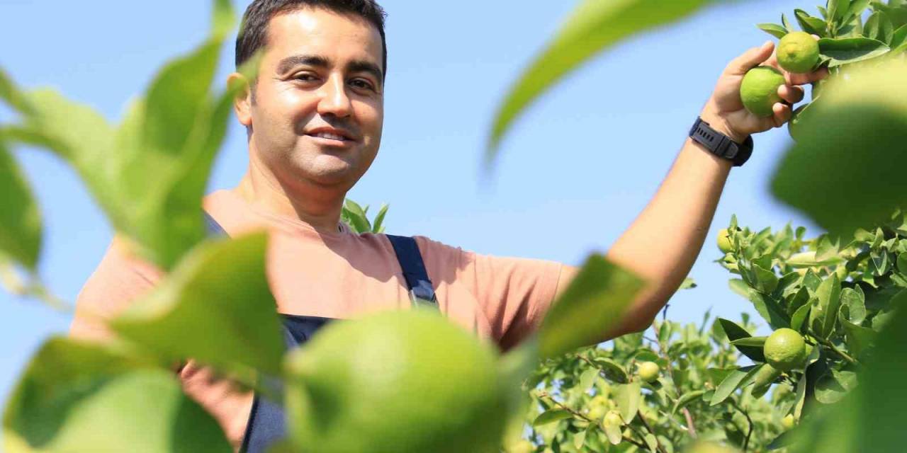 Bu Limon ’yeşil Limon’ Fiyatı: 40 Tl, Diğerleri 3 Tl