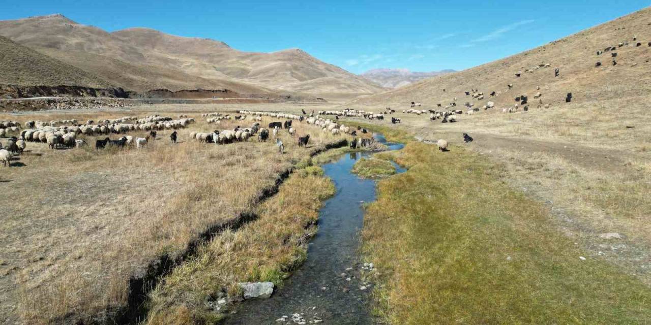 Şırnak’ta Yayladan İnen Besici, Bir Aylık Yolculuğuna Başladı