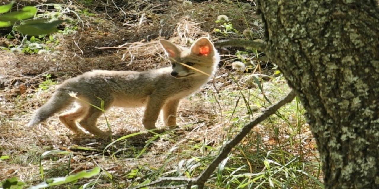Tunceli’de Tilkiler, Havadan Aşılanacak