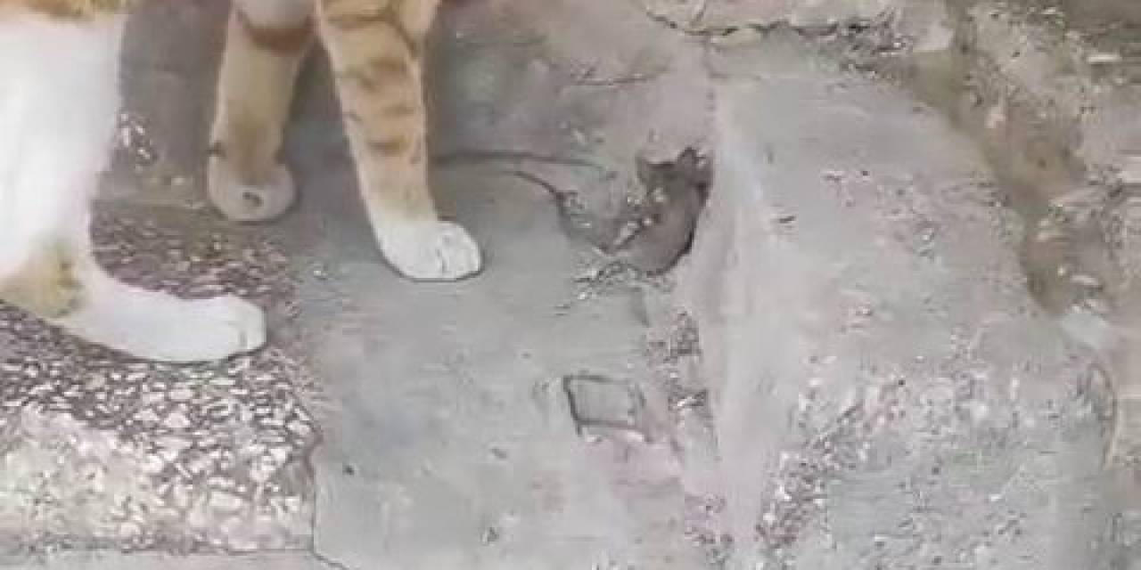 Kediye Yem Olmak İstemeyen Fare, Ölü Taklidi Yaparak Kurtuldu