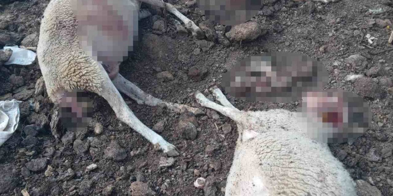 Ağıla Giren Kurtlar 13 Koyunu Telef Etti