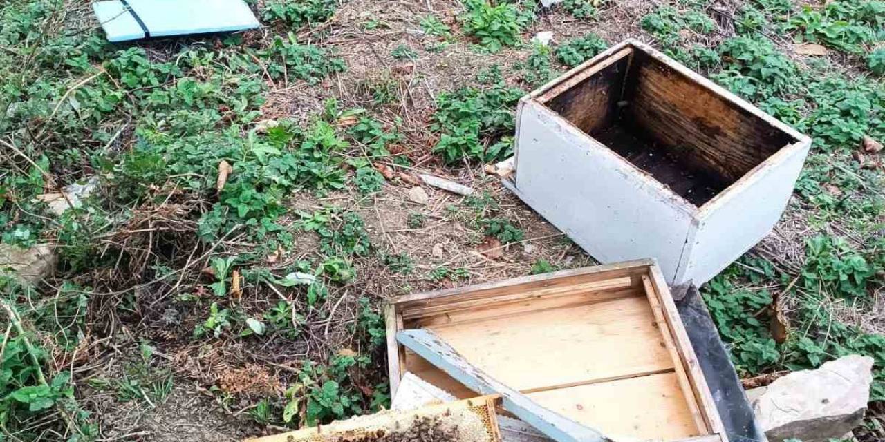 İlçeye Kadar İnen Ayı Kovanları Parçaladı, İncir Ağaçlarına Zarar Verdi