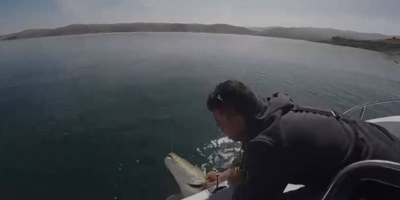 Yakaladığı 40 Kiloluk Dev Fırat Turnasını Popülasyonu Korumak İçin Tekrar Suya Bıraktı