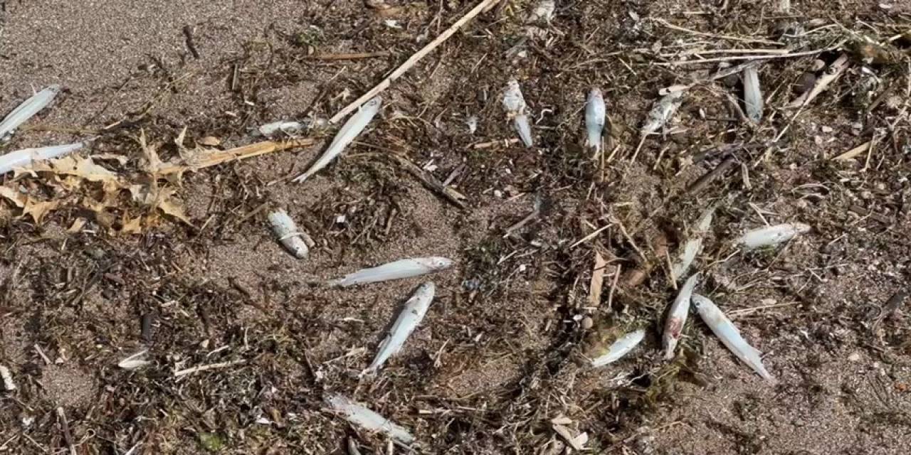 Nereden Geldiği Bilinmiyor: İsrail Sazanları Karaya Vurdu