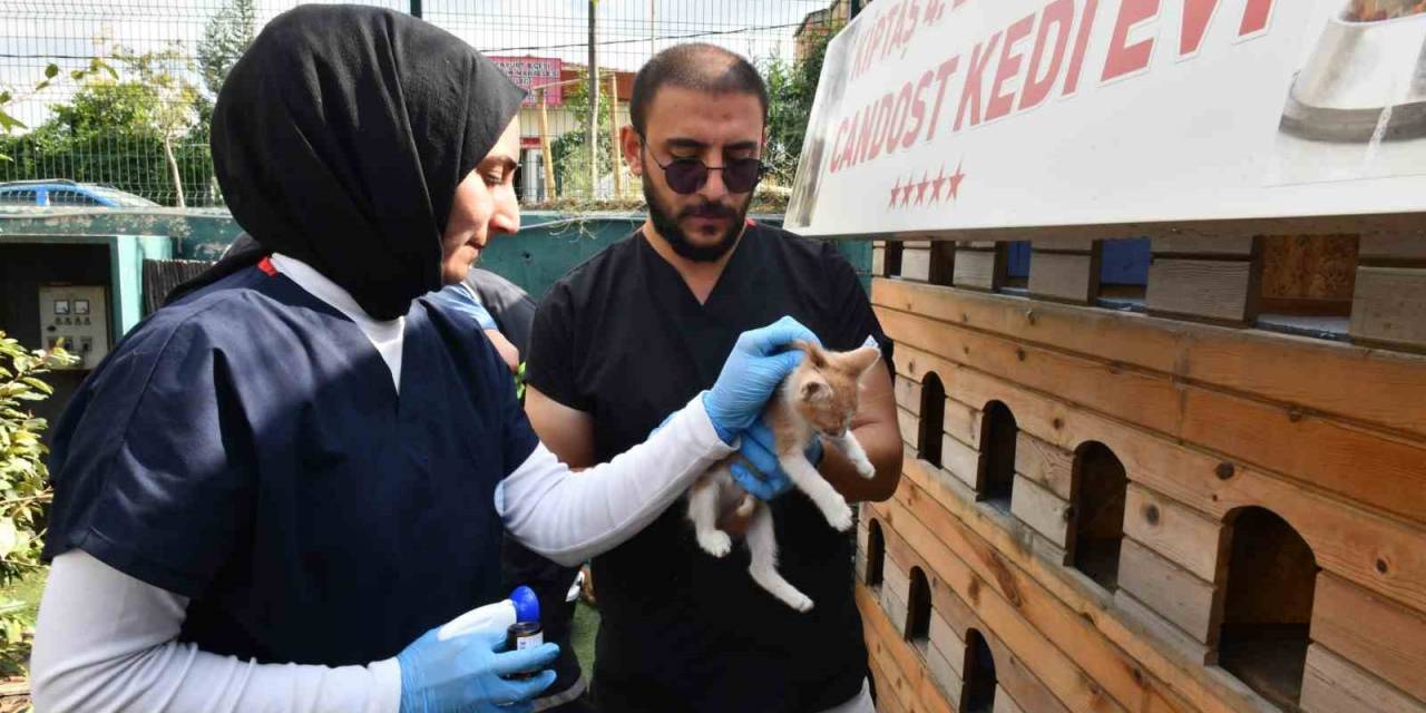 Esenyurt Belediyesi Ekipleri Sokak Hayvanlarının Aşılarını İhmal Etmiyor