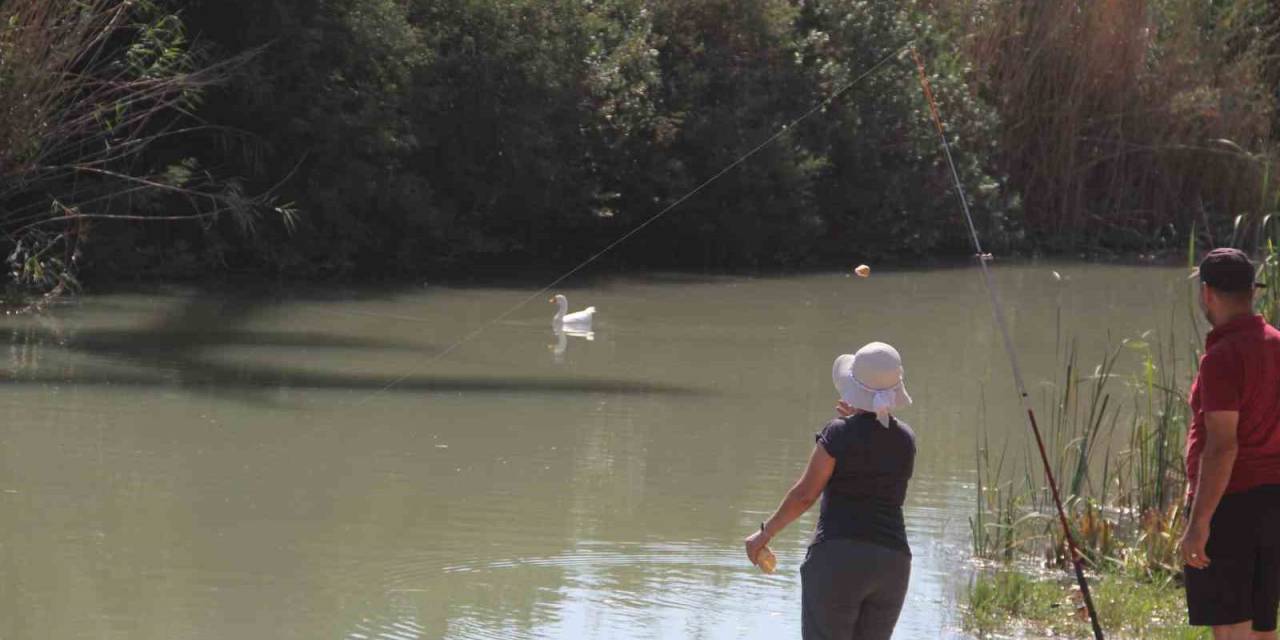 Kamışlık Alanda Mahsur Kalan Yaralı Ördek, İtfaiyeyi Alarma Geçirdi