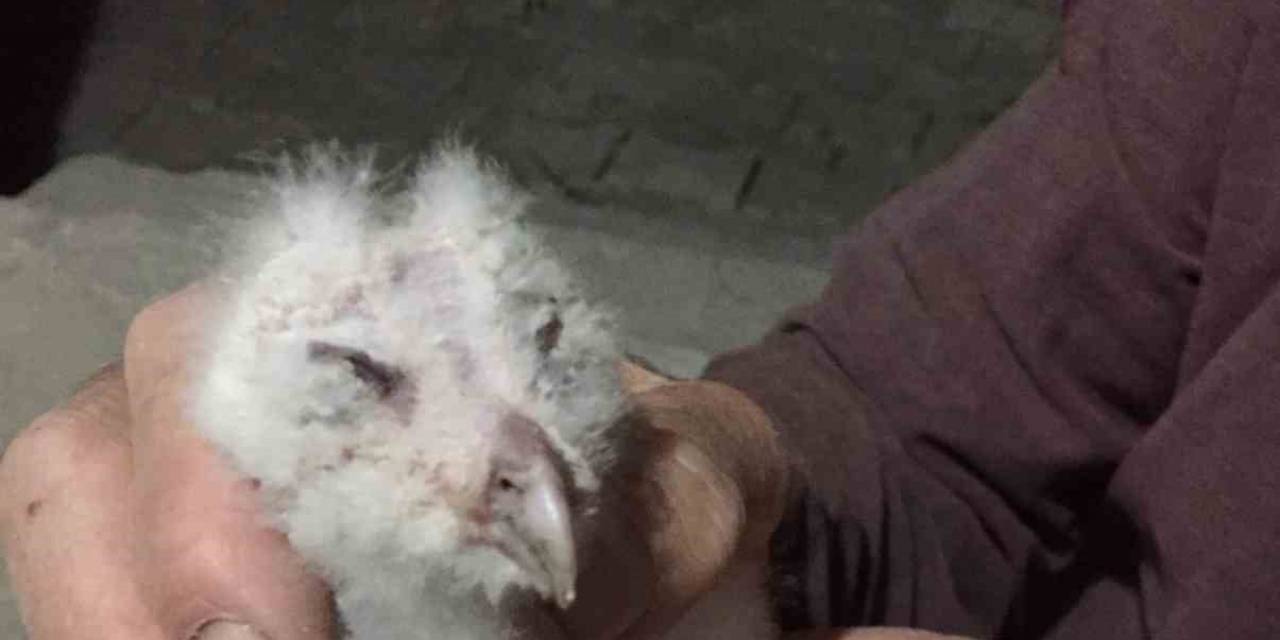 Minareden Düşen Yavru Puhuyu Ahmet Amca Kurtardı