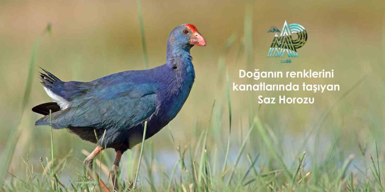 Doğanın Renklerini Kanatlarında Taşıyan Kuşlar Samsun’da Gözlemleniyor