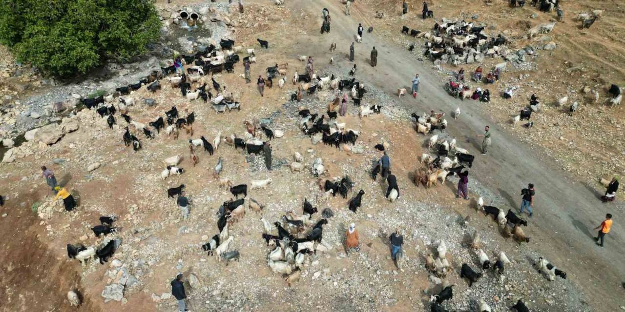 Şırnak’ta 35 Bin Lira Maaş Alan Çobanlar Tatile Girdi