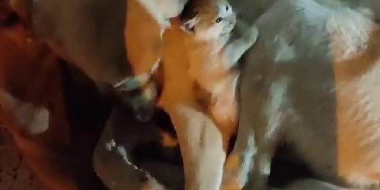 Yavru Kedinin ‘Tehlikeli’ Sıcak Yer Arayışı