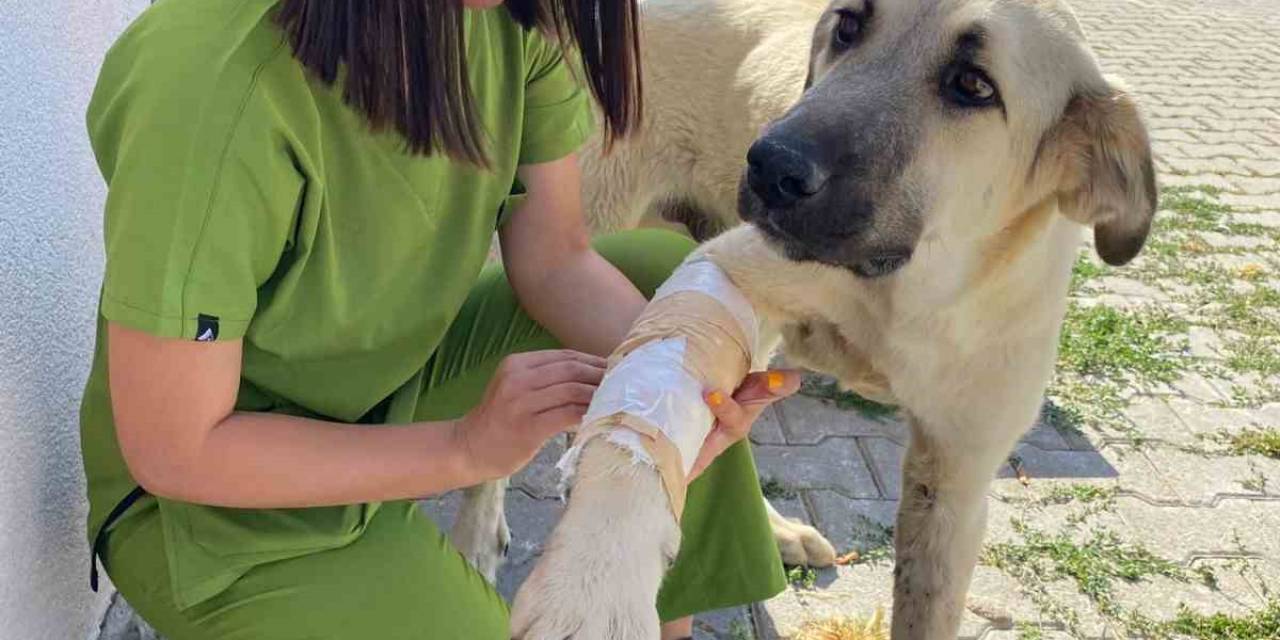 Sorgun’da Sokak Hayvanları Emin Ellerde