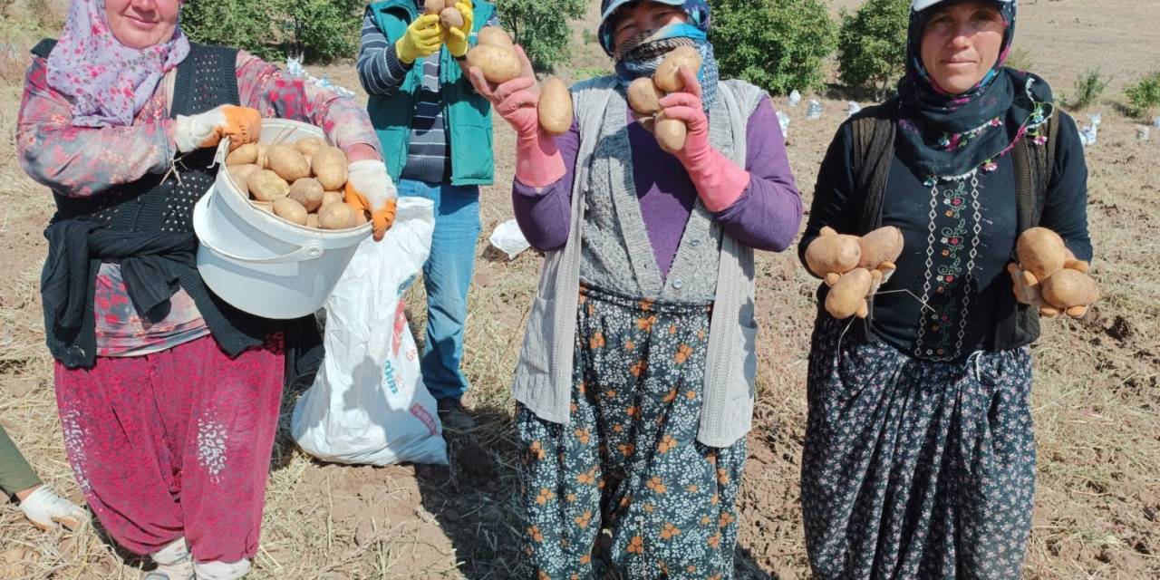 Fazla Güneş Aldığı İçin Ayrı Bir Lezzeti Olan ‘Agria’ Cinsi Patateste Hasat Başladı