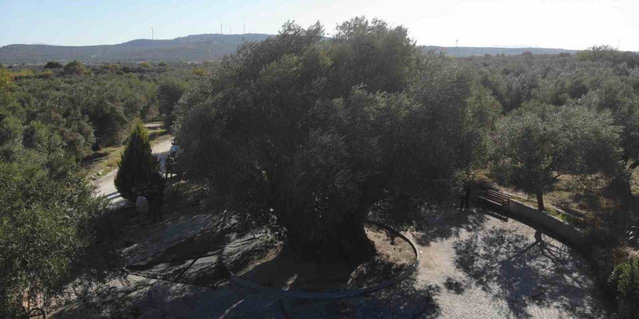 Bin 600 Yıllık Ağaç Kuraklığa Meydan Okudu, Dalları Meyveyle Doldu