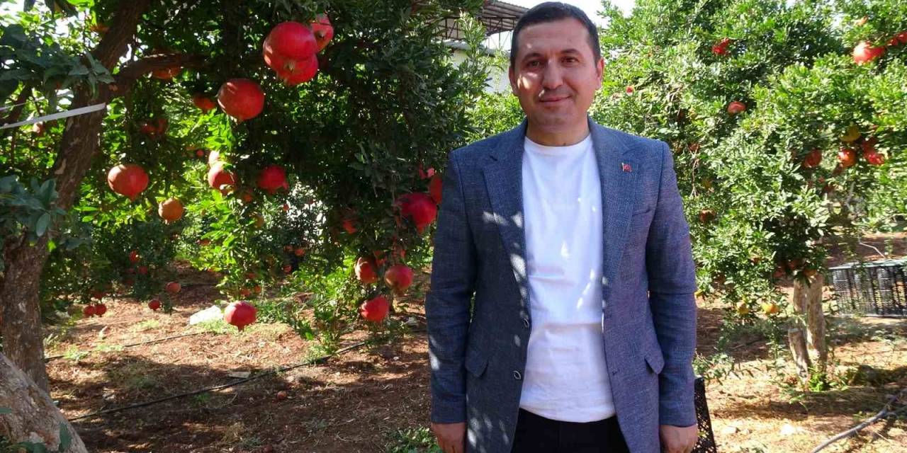 Kilis’te Nar Hasadı Başladı