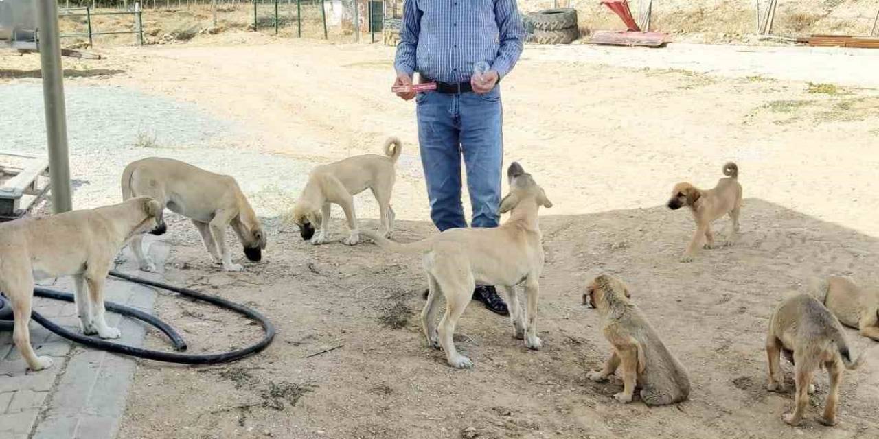 Köy Muhtarının Hayvan Sevgisi: Çeyrek Asırdır Sahipsiz Köpekleri Besliyor