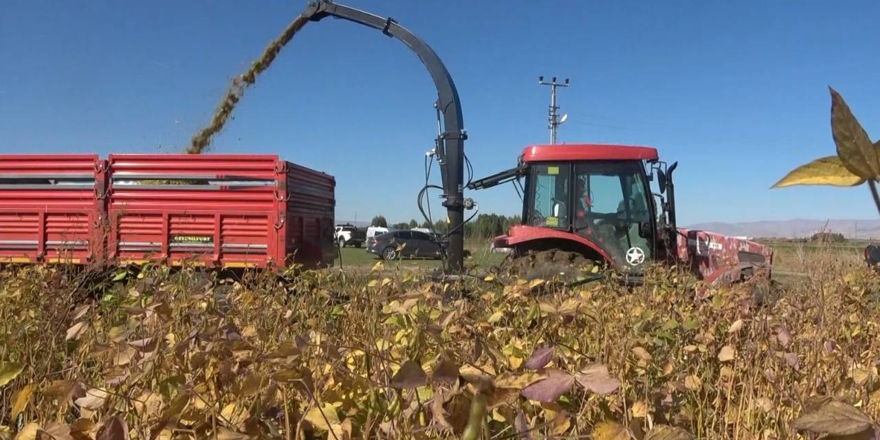 Muş’ta 15 Bin Dekar Alana Ekilen Silajlık Soyanın Hasadı Yapıldı
