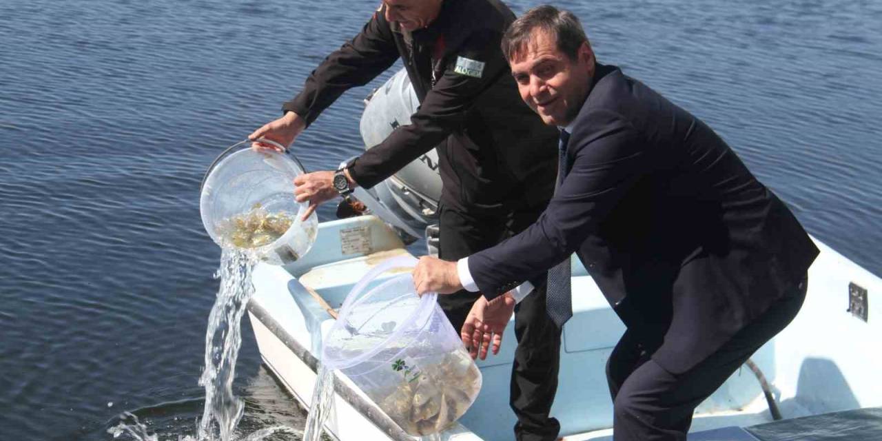 Konya’nın Göl Ve Göletlerine Yavru Sazan Balığı Salındı