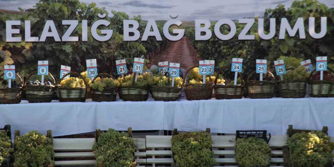 Elazığ’da 17’nci Bağ Bozumu Festivali Gerçekleştirildi