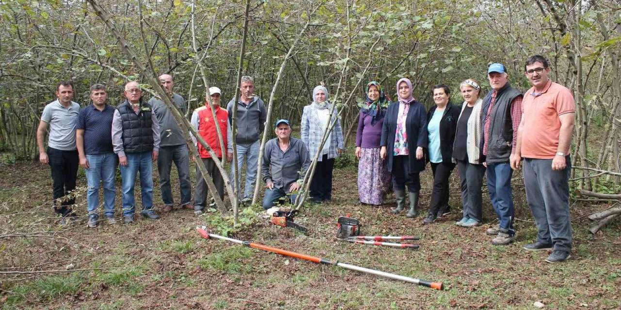 Fındıkta Verim Artacak