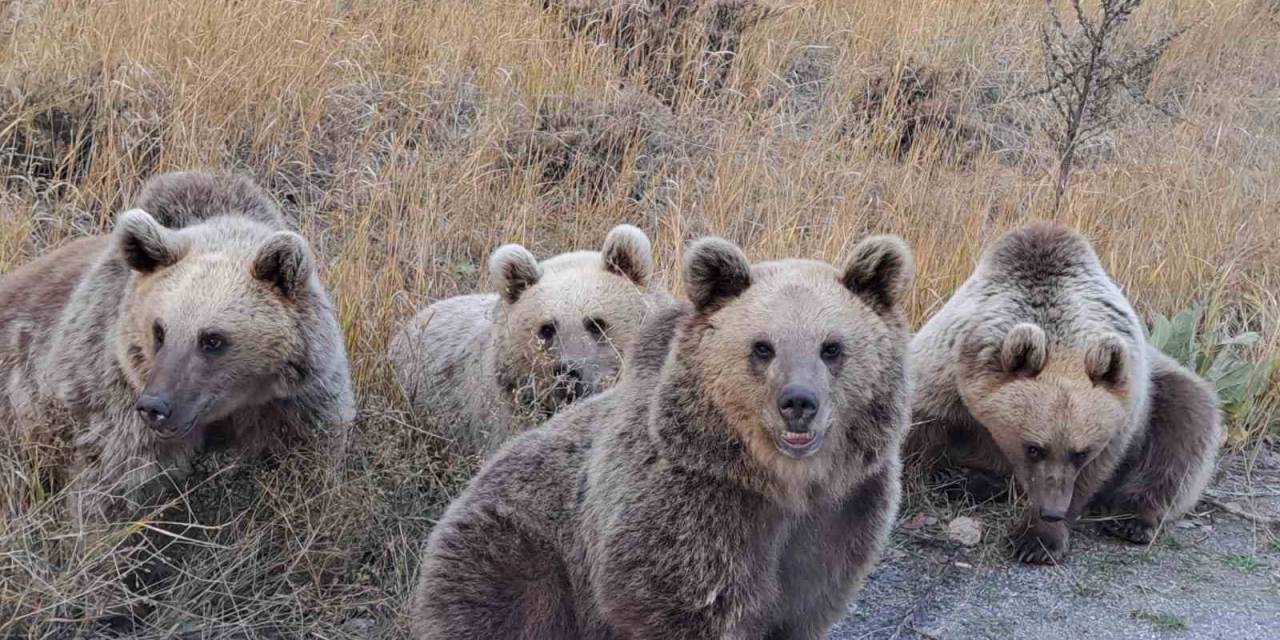 Doğaseverlere Ayı Sürprizi
