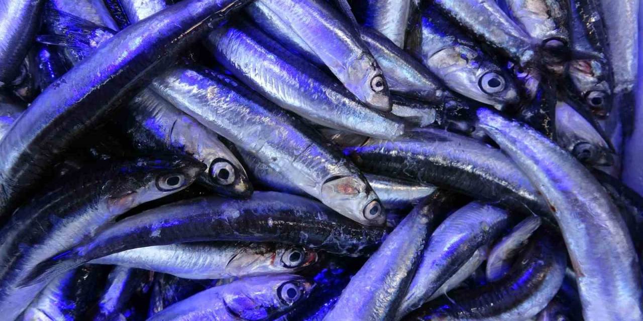 Yeni Sezonda Hamsi İhracatından 2 Milyon Dolara Yakın Döviz Girdisi