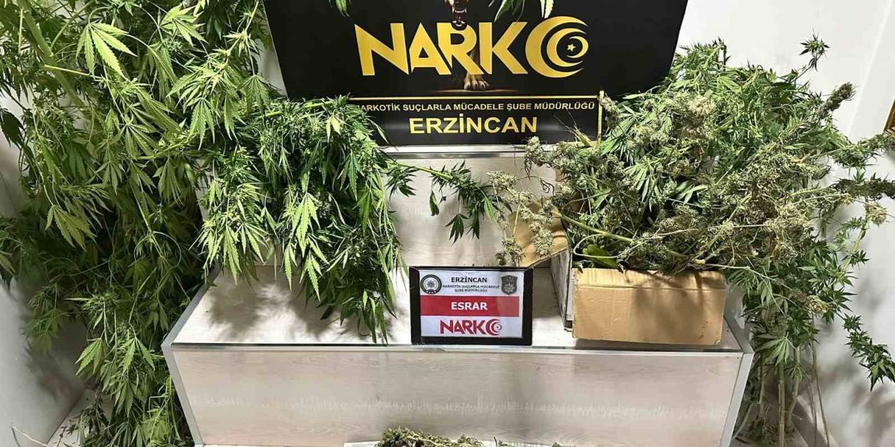 Erzincan’da 1.285 Gram Esrar Ve 11 Kök Kenevir Ele Geçirildi