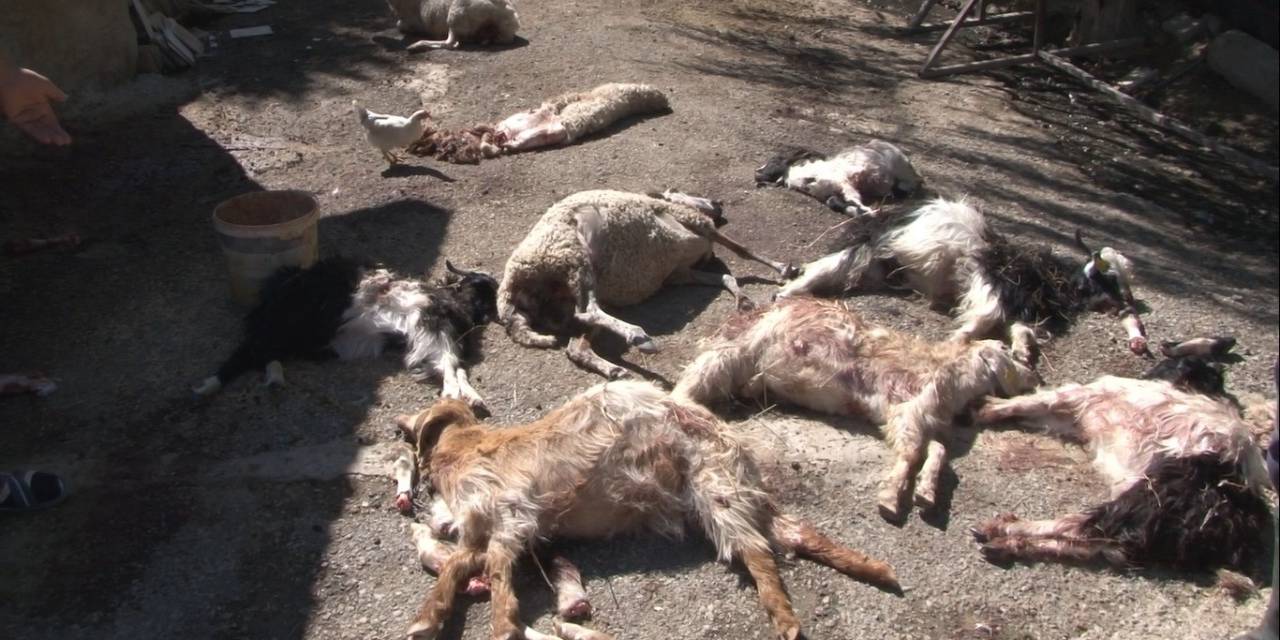 Başkent’te Başıboş Köpekler 50’den Fazla Küçükbaş Hayvanı Telef Etti