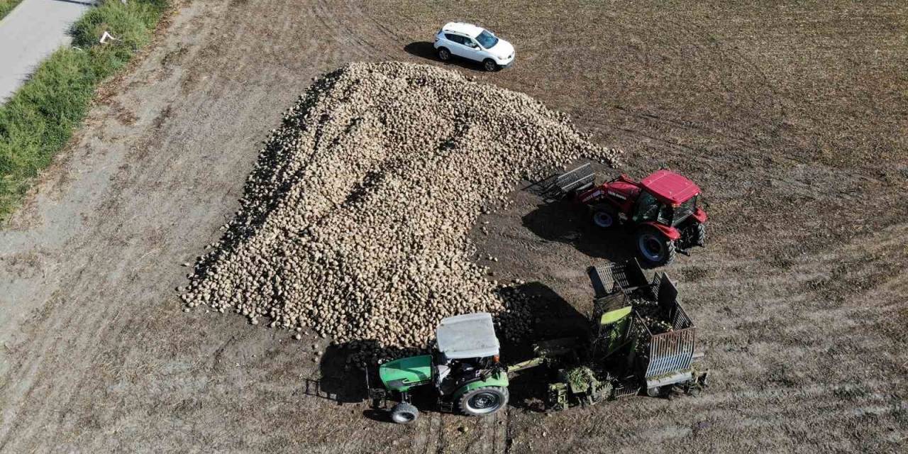 Pancar Dönümde 9 Tona Kadar Verim Verdi