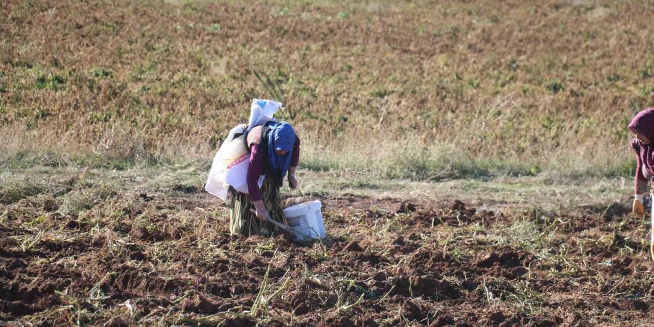 Patates Hasadı Sona Erdi, Vatandaşlar Tarlaya Akın Etti