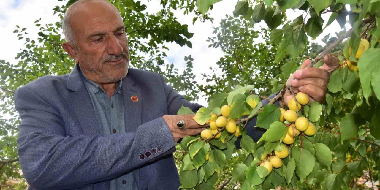 Ekim Ayında Meyve Veren Kayısı Ağacı Şaşırttı