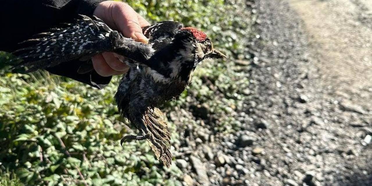Yaralı Halde Bulunan Ağaçkakan Koruma Altına Alındı