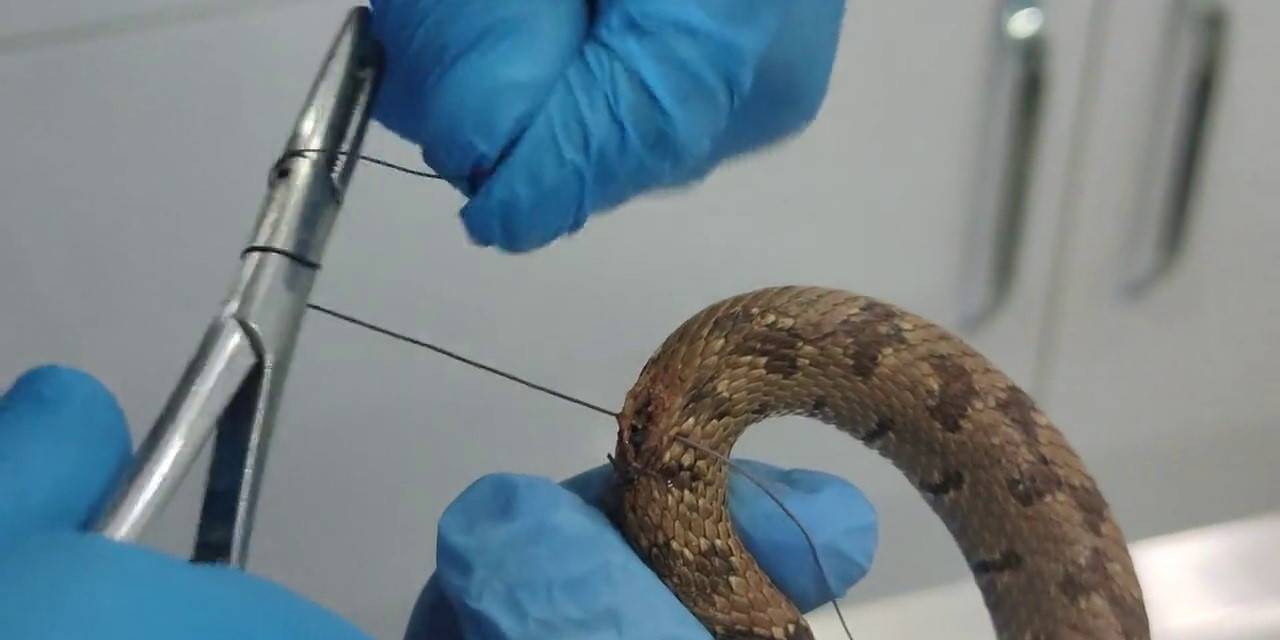 Üzerinden Araç Geçti, Tedavi Edildikten Sonra Doğal Ortamına Bırakıldı