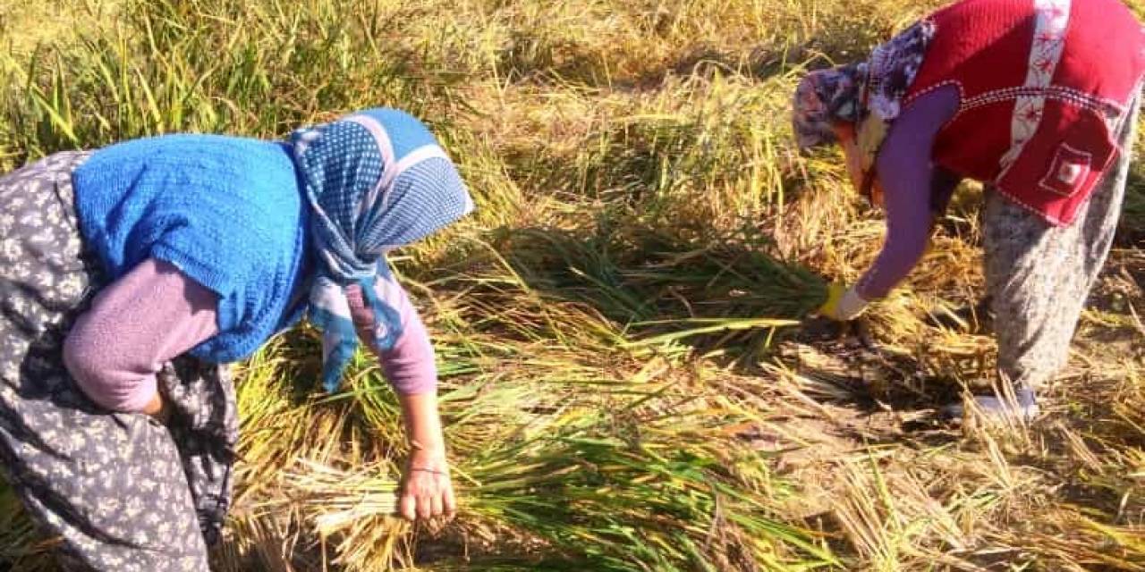 Çömlek Patlatan Pirincin Hasadı Başladı