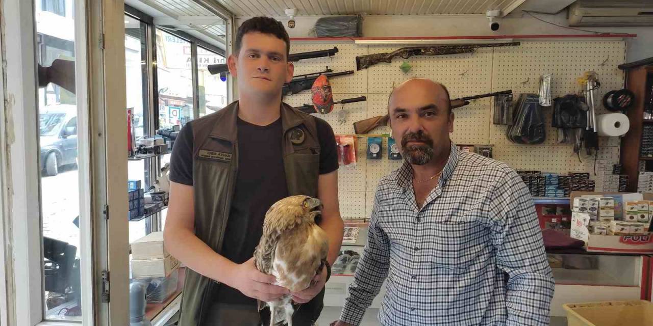 Kastamonu’da Tedavisi Tamamlanan Kartal, Doğaya Salındı