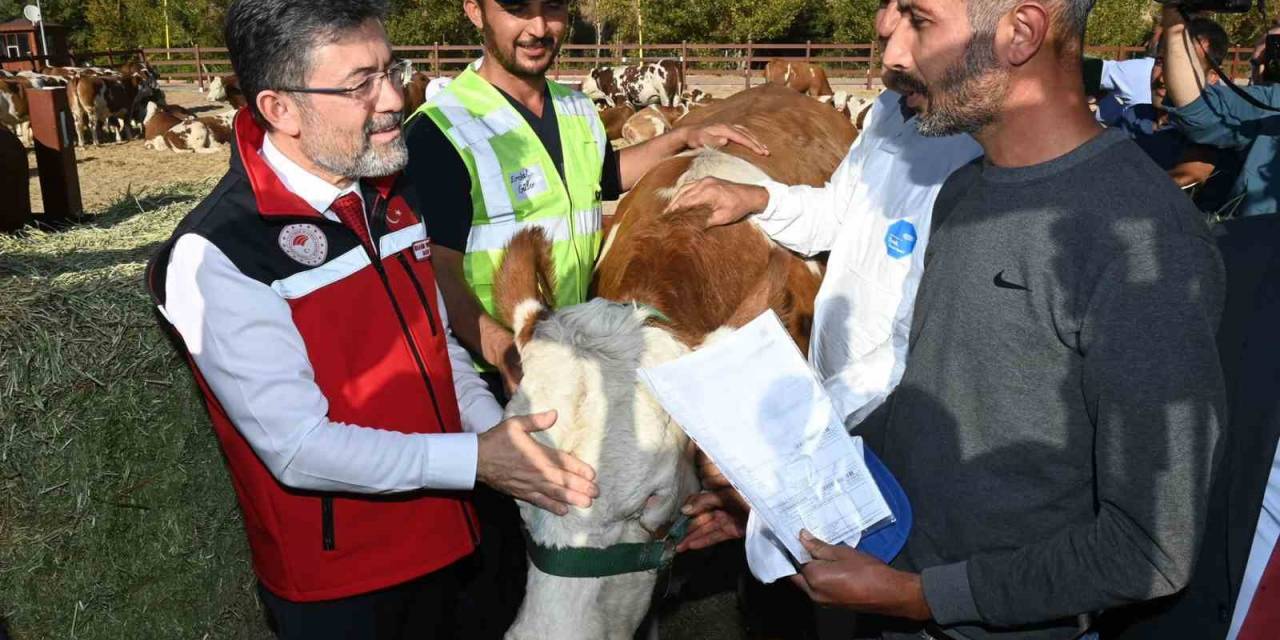 Malatyalı Depremzedelere Büyükbaş Hayvan Desteği