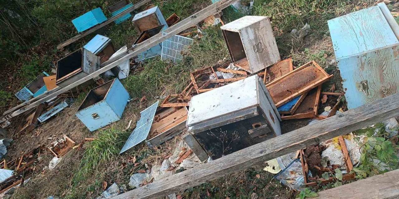 Ayılar 48 Arı Kovanını Parçaladı, Meyve Ağaçlarına Zarar Verdi