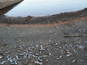 Balık Ölümleriyle İlgili Araştırma Başlatıldı