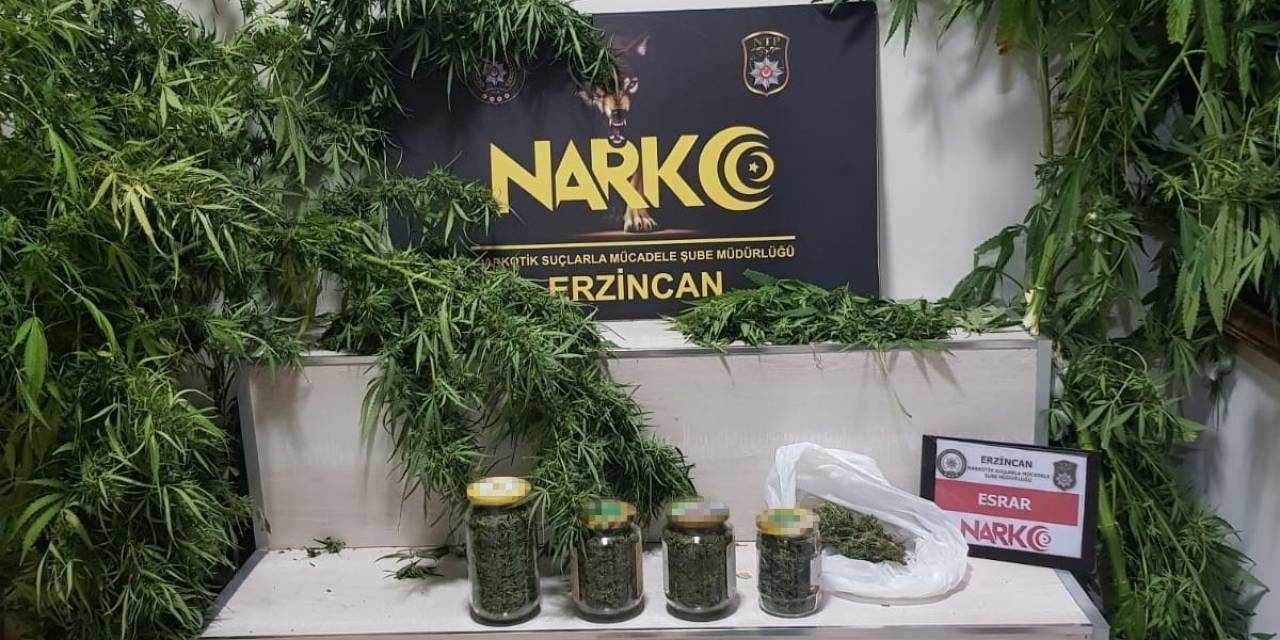 Erzincan’da 642.49 Gram Esrar Ve 3 Kök Kenevir Ele Geçirildi