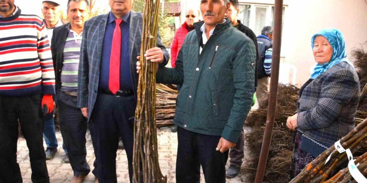 Çameli’nde Ceviz Üretimini Artırmak İçin Fidan Desteği Verilecek