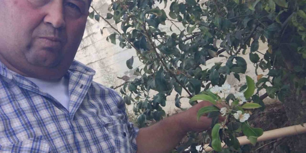 Erik Ve Kirazdan Sonra Şimdi De Armut Ağacı Çiçek Açtı