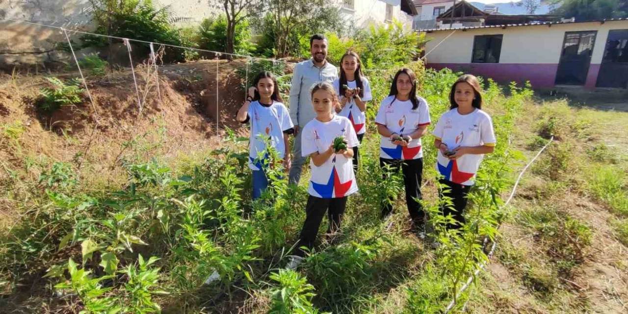 Okul Bahçesinde Hasat Zamanı