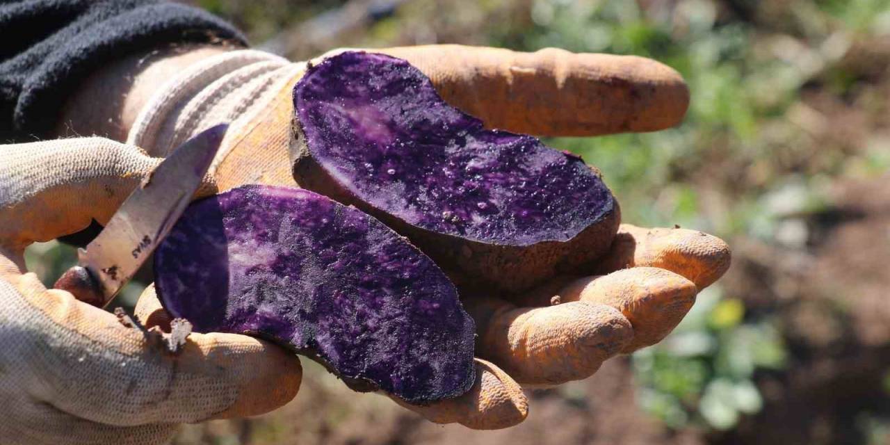 Mor Şifa Hasadı Başladı